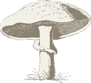 Vintage Style Mushroom Illustration