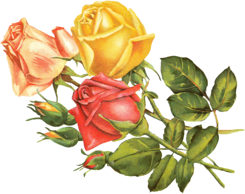 Vintage Trioof Roses Illustration