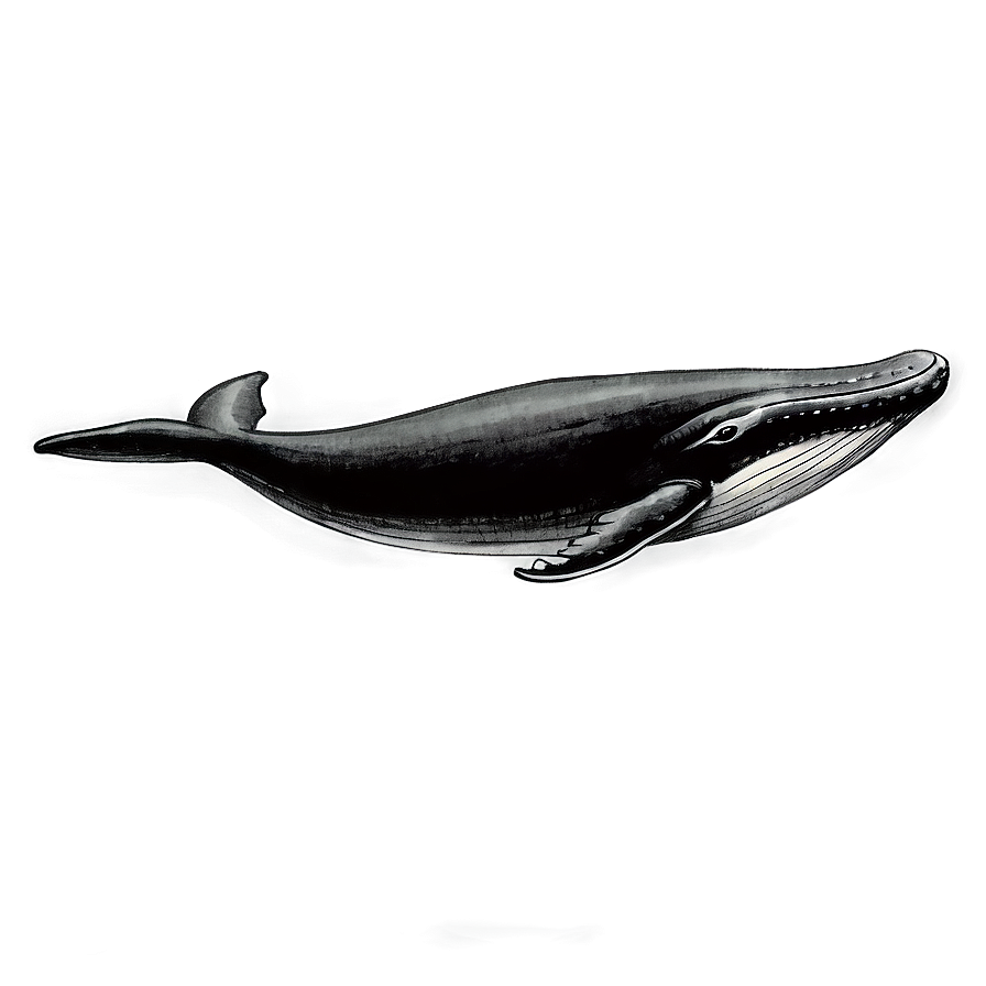 Vintage Whale Drawing Png 05232024