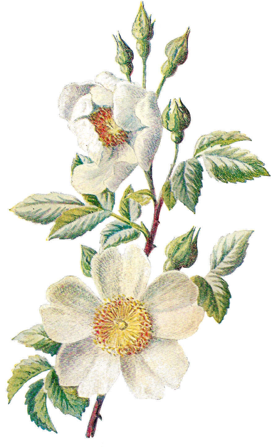 Vintage White Flower Illustration