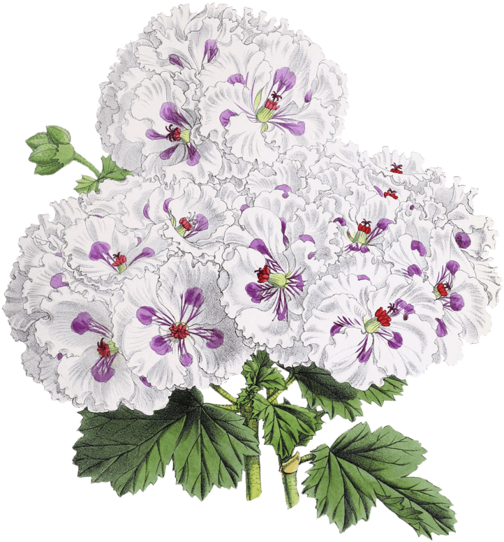 Vintage White Purple Floral Illustration