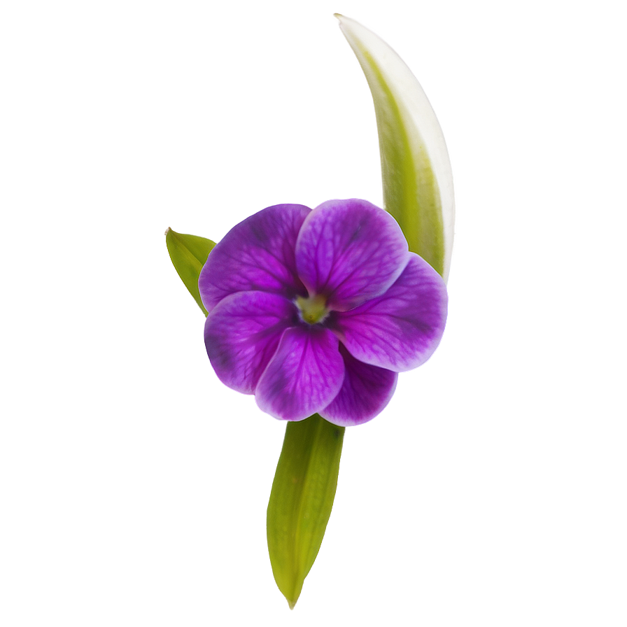 Violet Petal Png 05242024