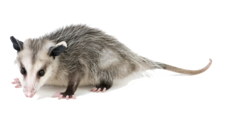 Virginia_ Opossum_ Profile.png