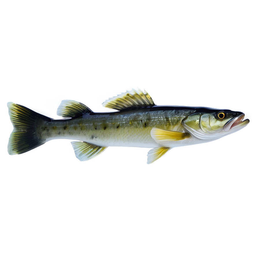 Walleye Fish Png Dla27