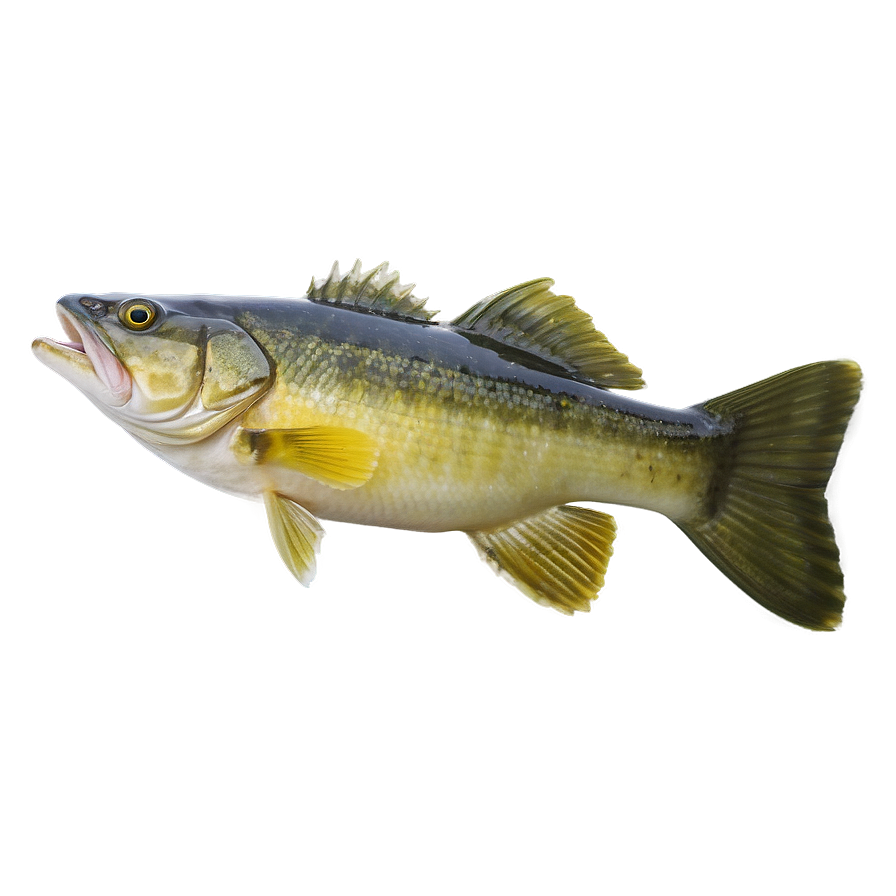 Walleye Fishing Guide Png 06262024