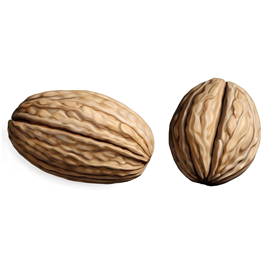 Walnut Drawing Png Gdv93