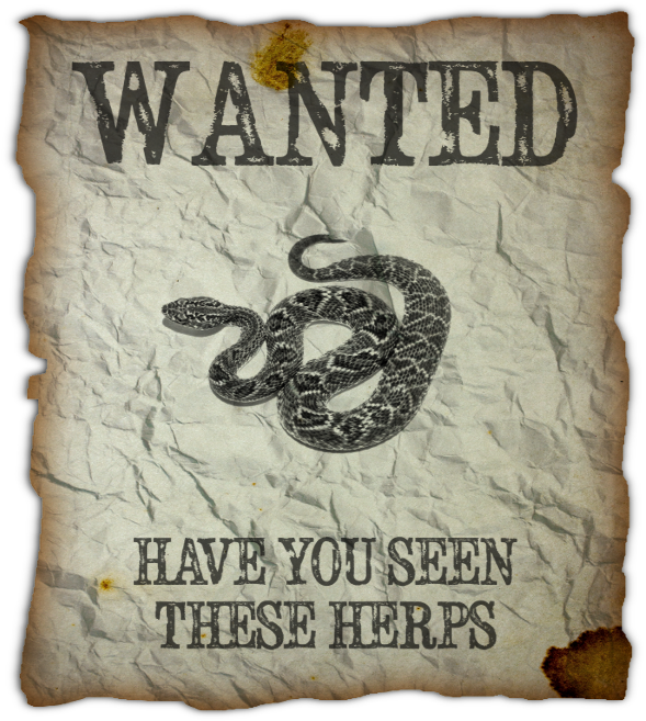 Wanted Poster Snake Herps