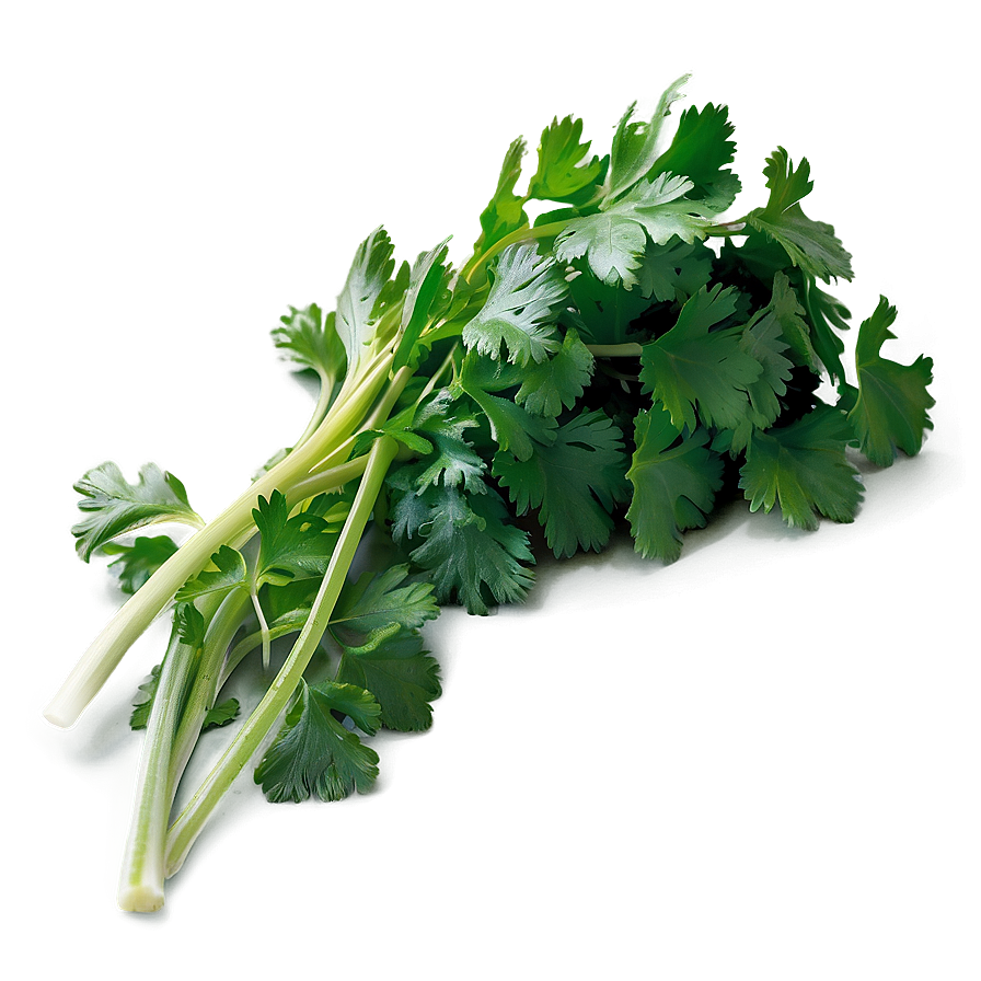 Washed Cilantro Png Yah88