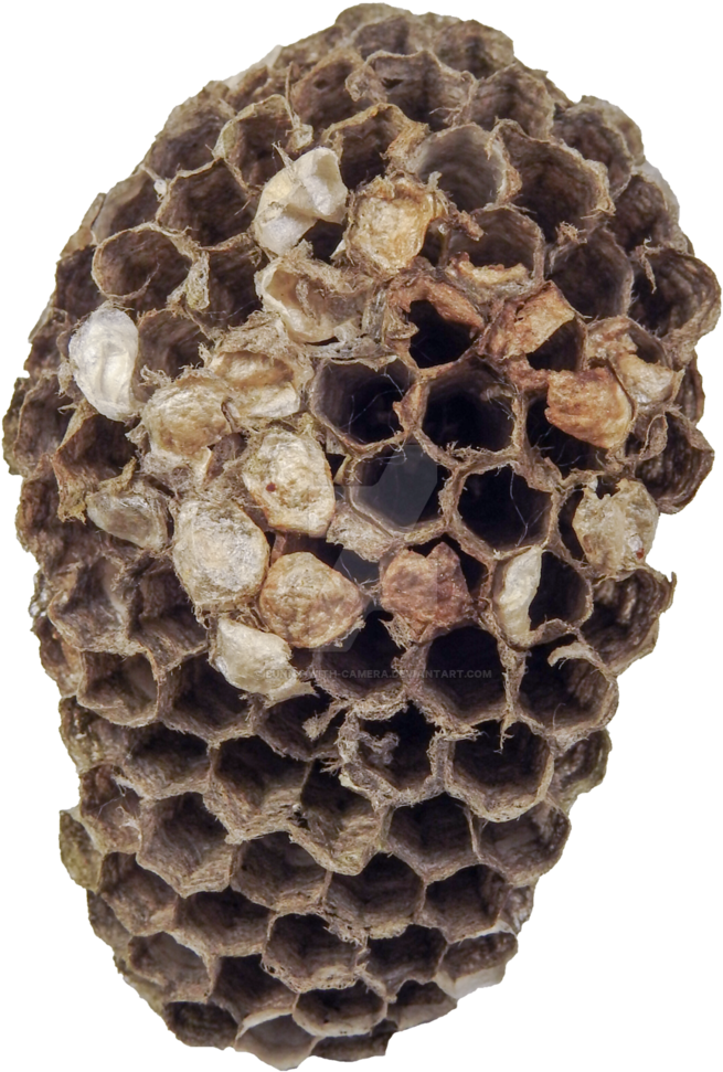 Wasp Nest Close Up