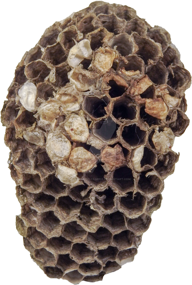 Wasp_ Nest_ Closeup