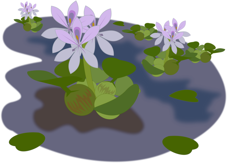 Water Hyacinth Illustration