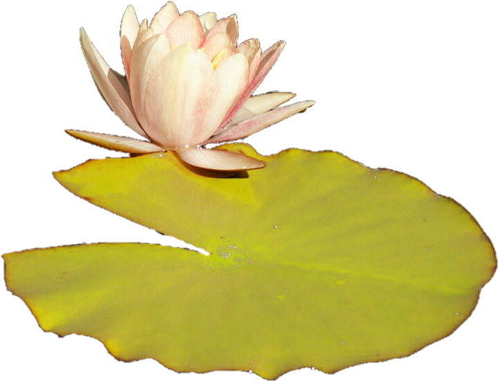 Water Lily Bloomand Pad