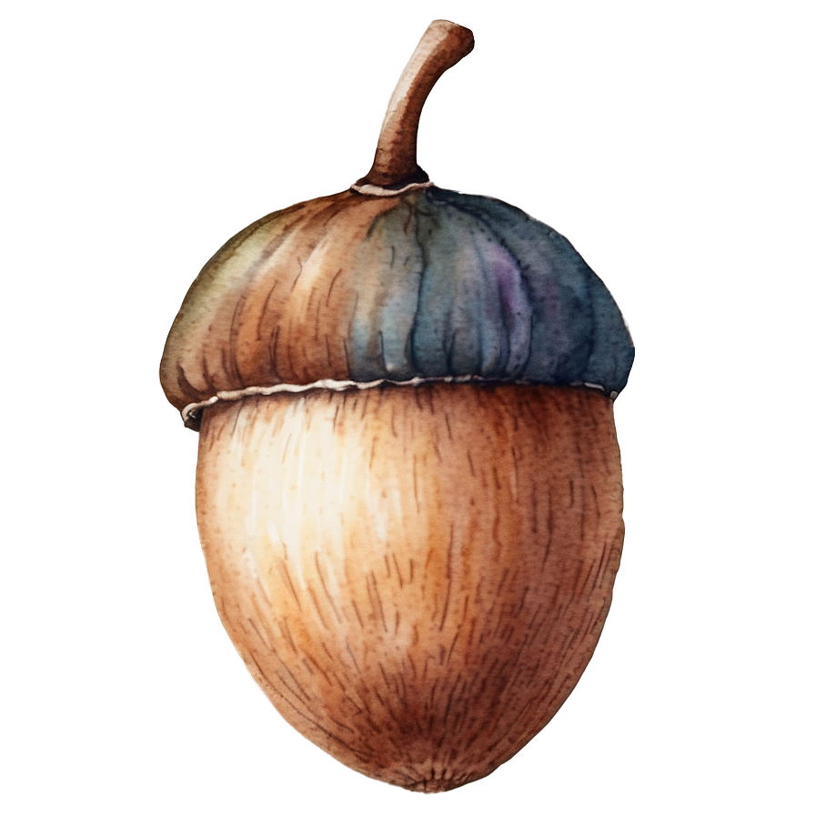 Watercolor Acorn Art Png Wfd88