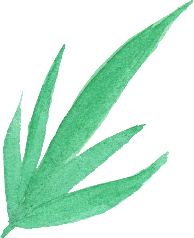 Watercolor Aloe Vera Illustration