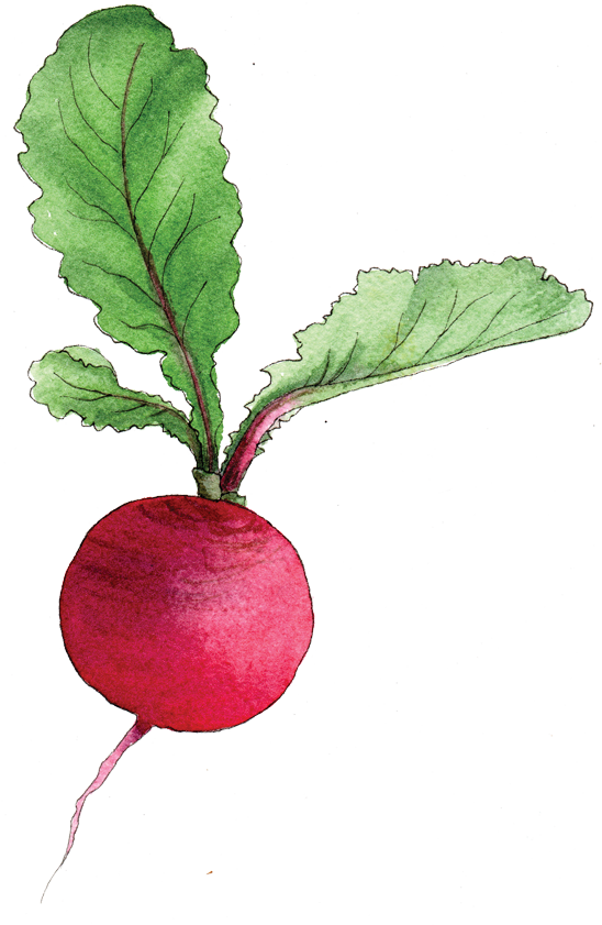 Watercolor Beetroot Illustration