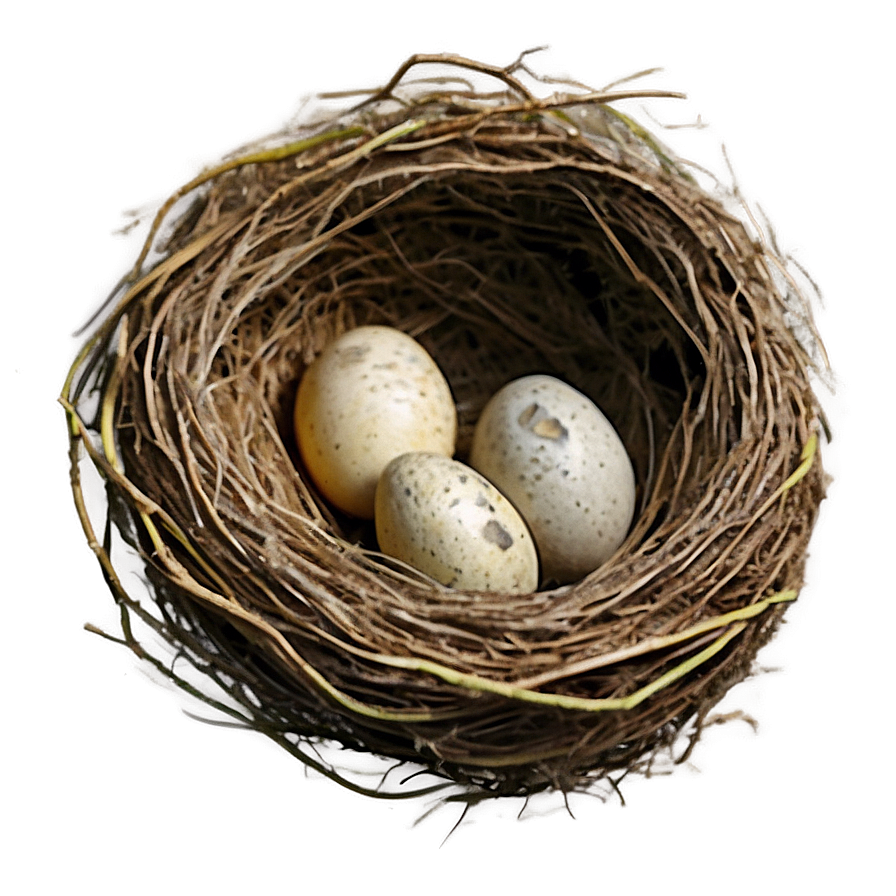 Watercolor Bird Nest Png Qde