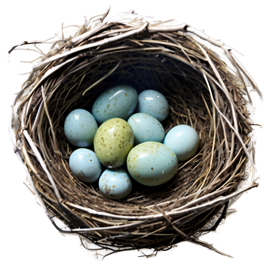 Watercolor Bird Nest Png Xfe72