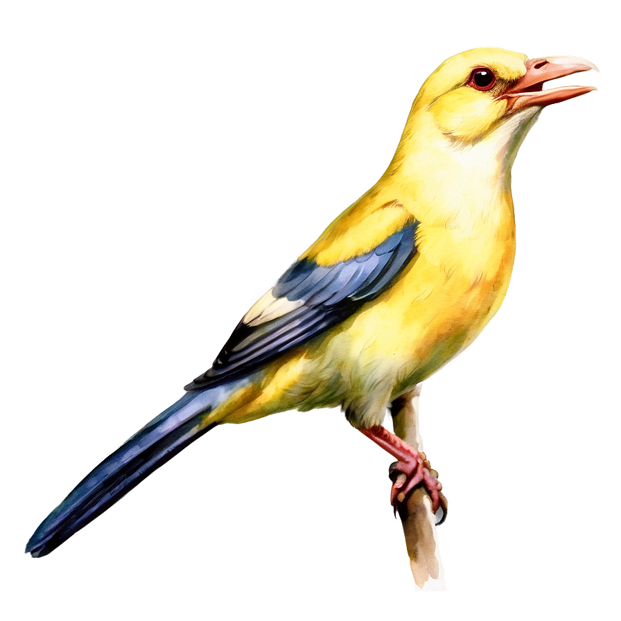 Watercolor Bird Species Png Sip