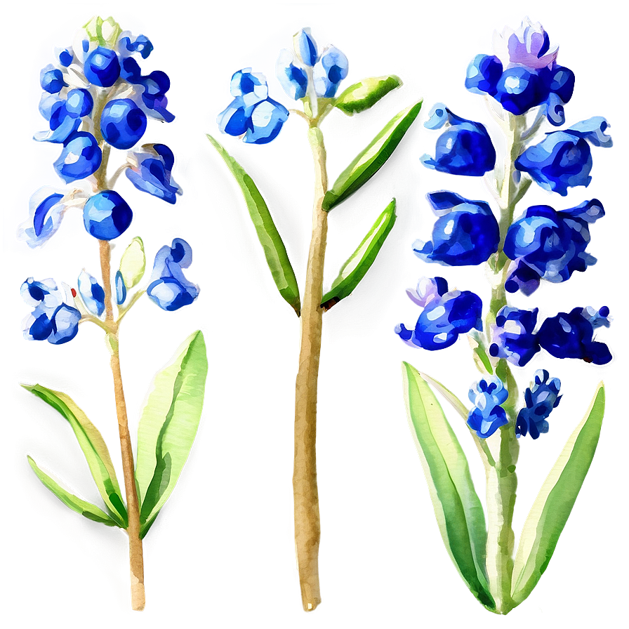 Watercolor Bluebonnet Field Png 44