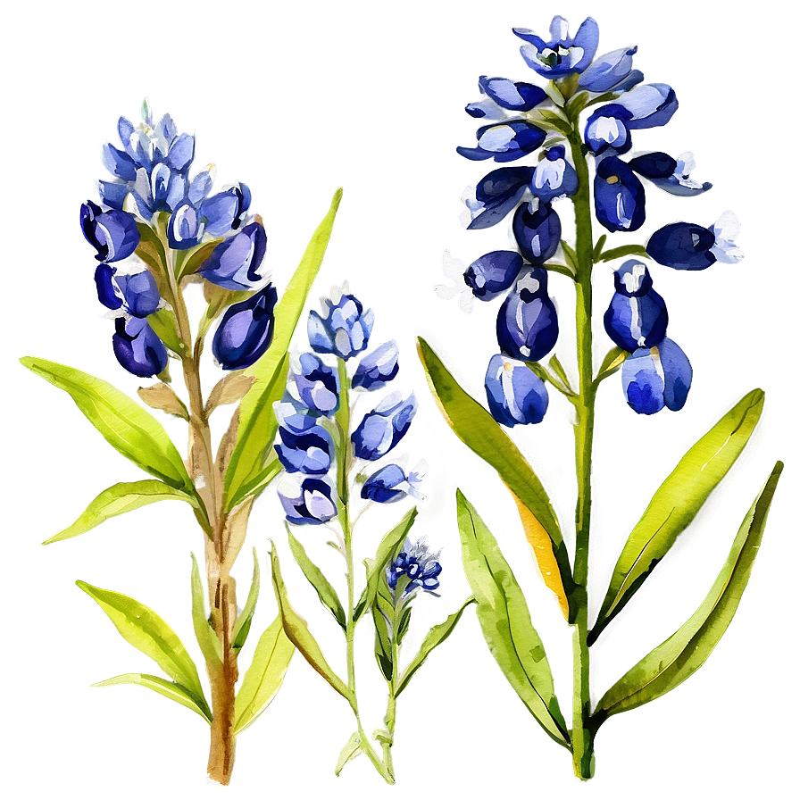 Watercolor Bluebonnet Field Png Qac1