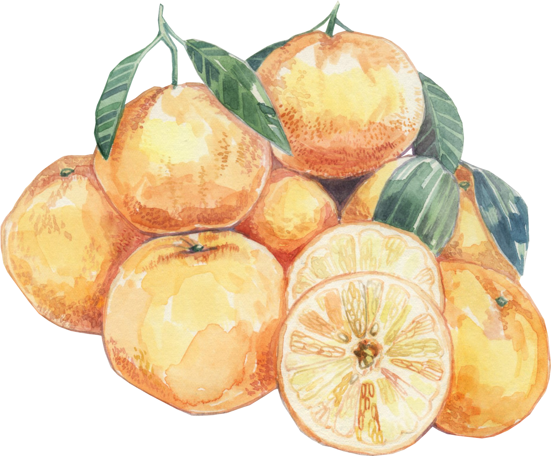 Watercolor Citrus Fruits Artwork