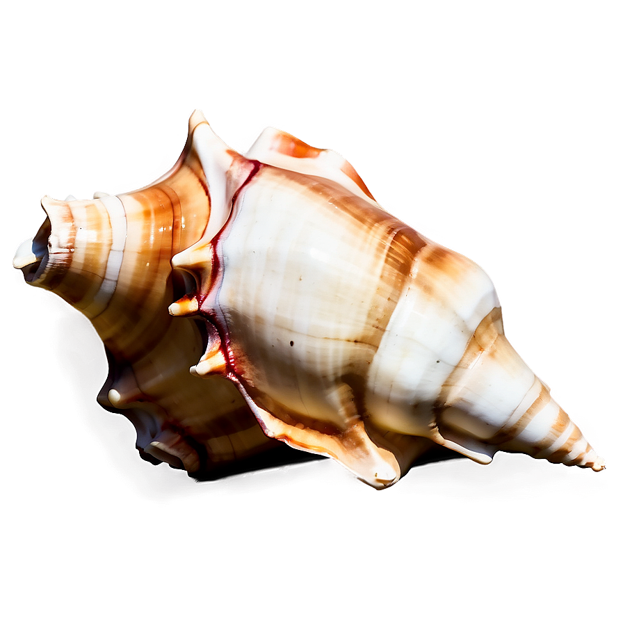 Watercolor Conch Shell Png Cek