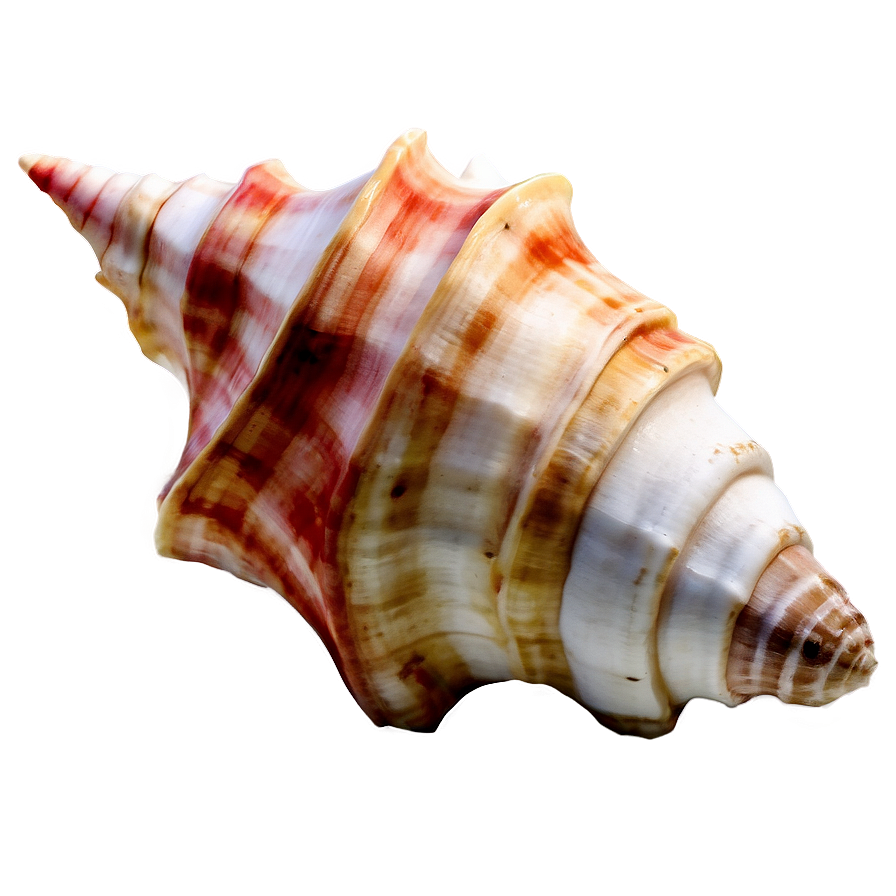 Watercolor Conch Shell Png Lrq