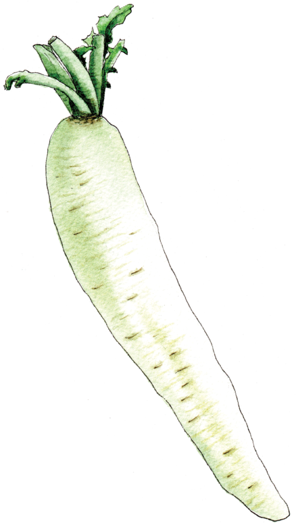 Watercolor Daikon Radish Illustration