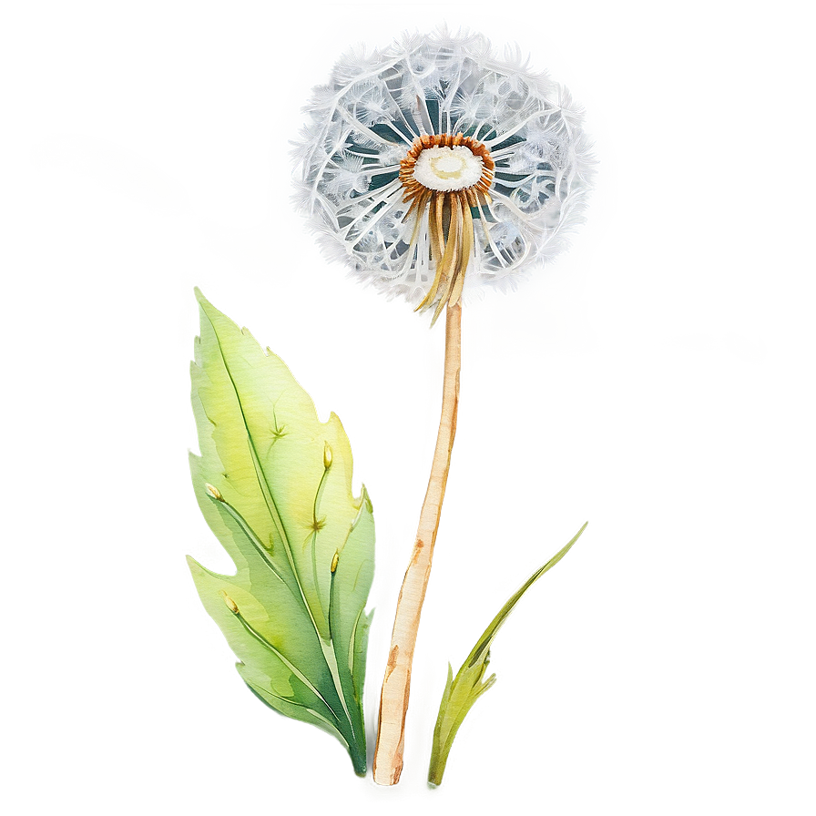 Watercolor Dandelion Art Png 13