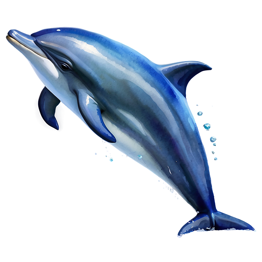 Watercolor Dolphin Png 77