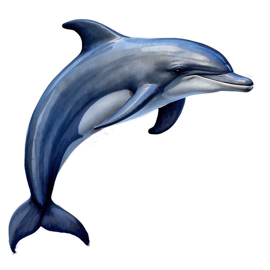 Watercolor Dolphin Png Csw