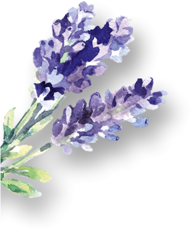 Watercolor English Lavender