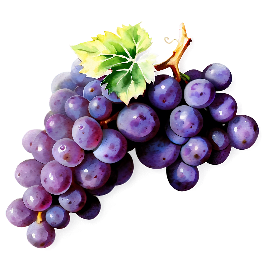 Watercolor Grape Png 05212024