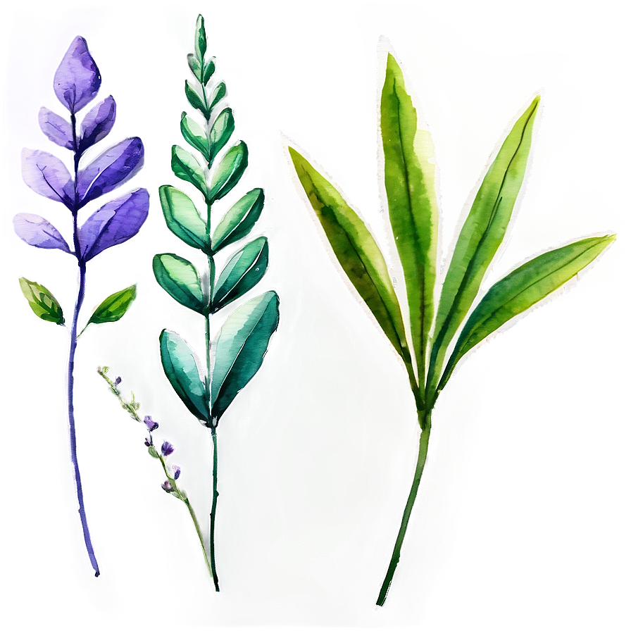 Watercolor Herbal Leaves Png Whx79