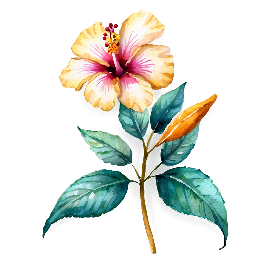 Watercolor Hibiscus Flowers Png Dep38