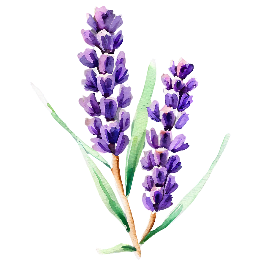 Watercolor Lavender Sprigs Png Gwx84