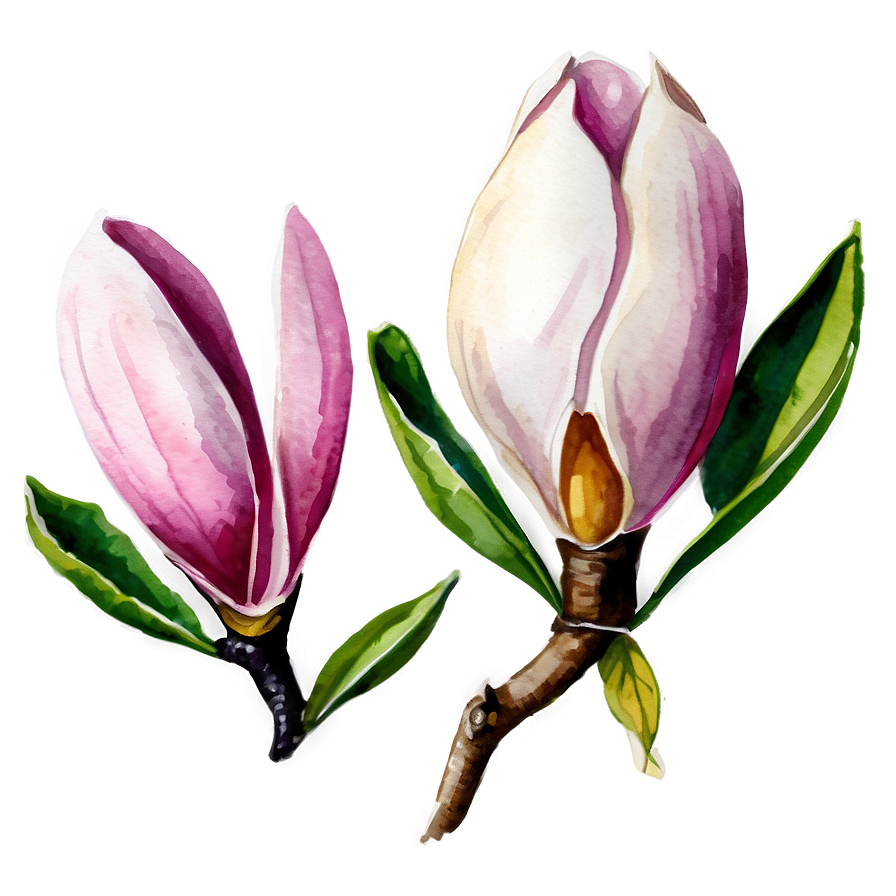 Watercolor Magnolia Clipart Png Udf76