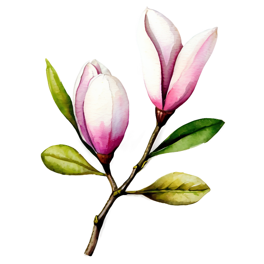 Watercolor Magnolia Flower Png Hnh28