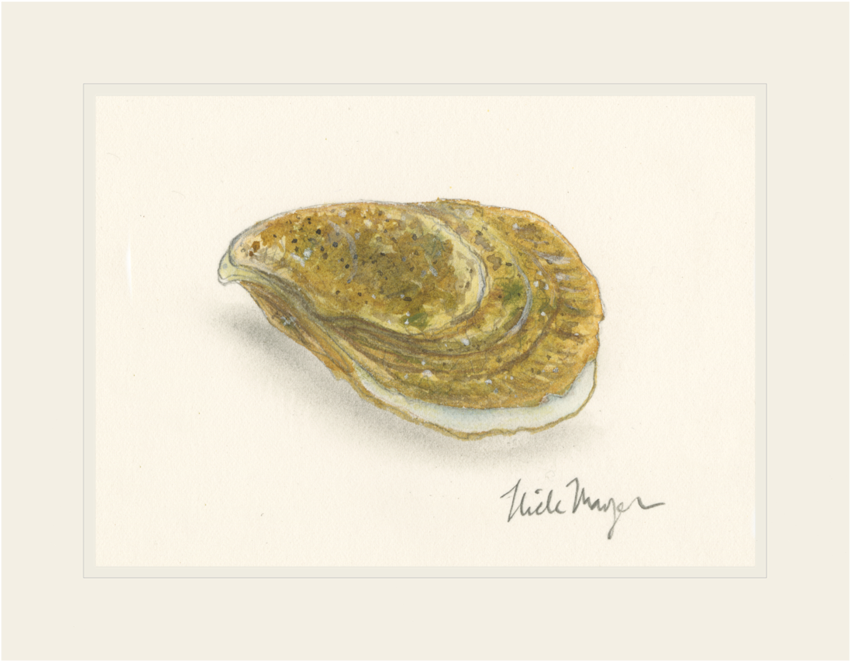Watercolor Oyster Illustration