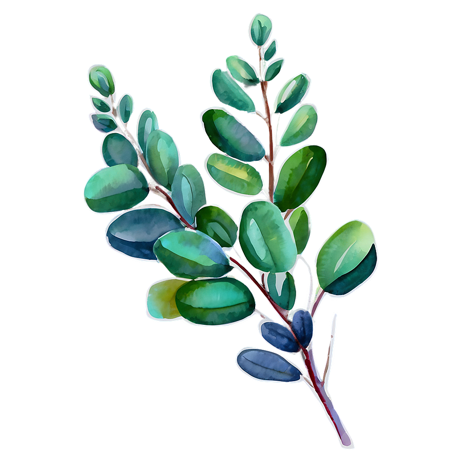 Watercolor Painted Eucalyptus Png 06272024