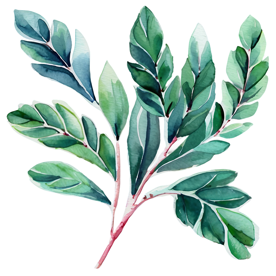 Watercolor Painted Eucalyptus Png 35