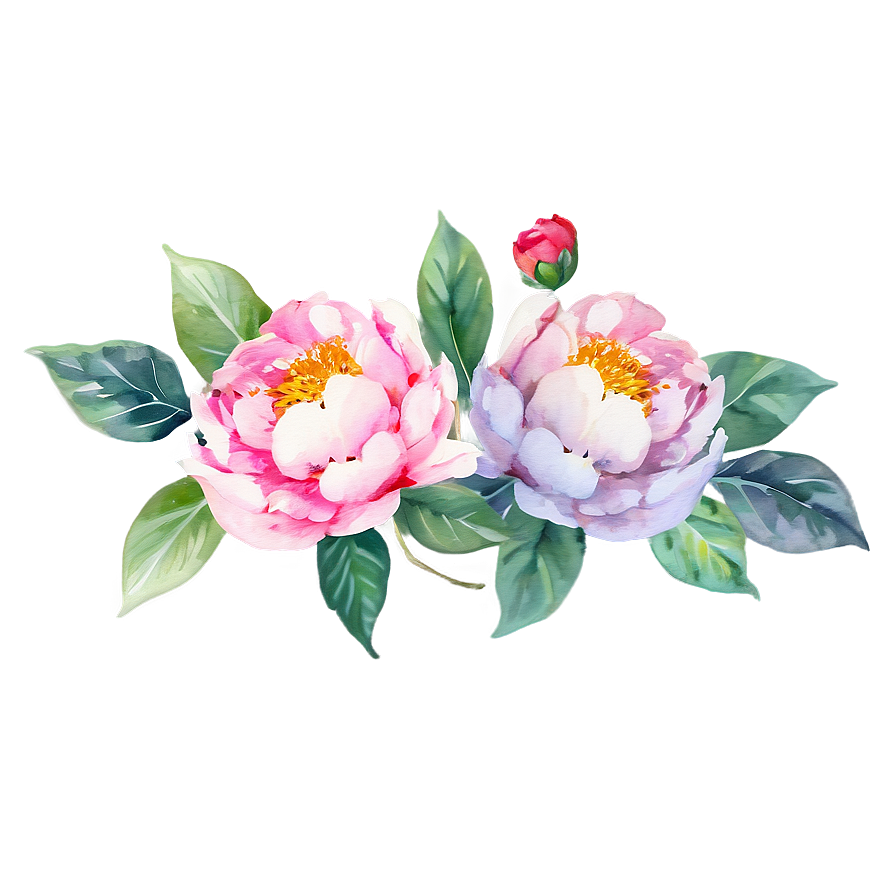 Watercolor Peonies Graphic Png 05252024