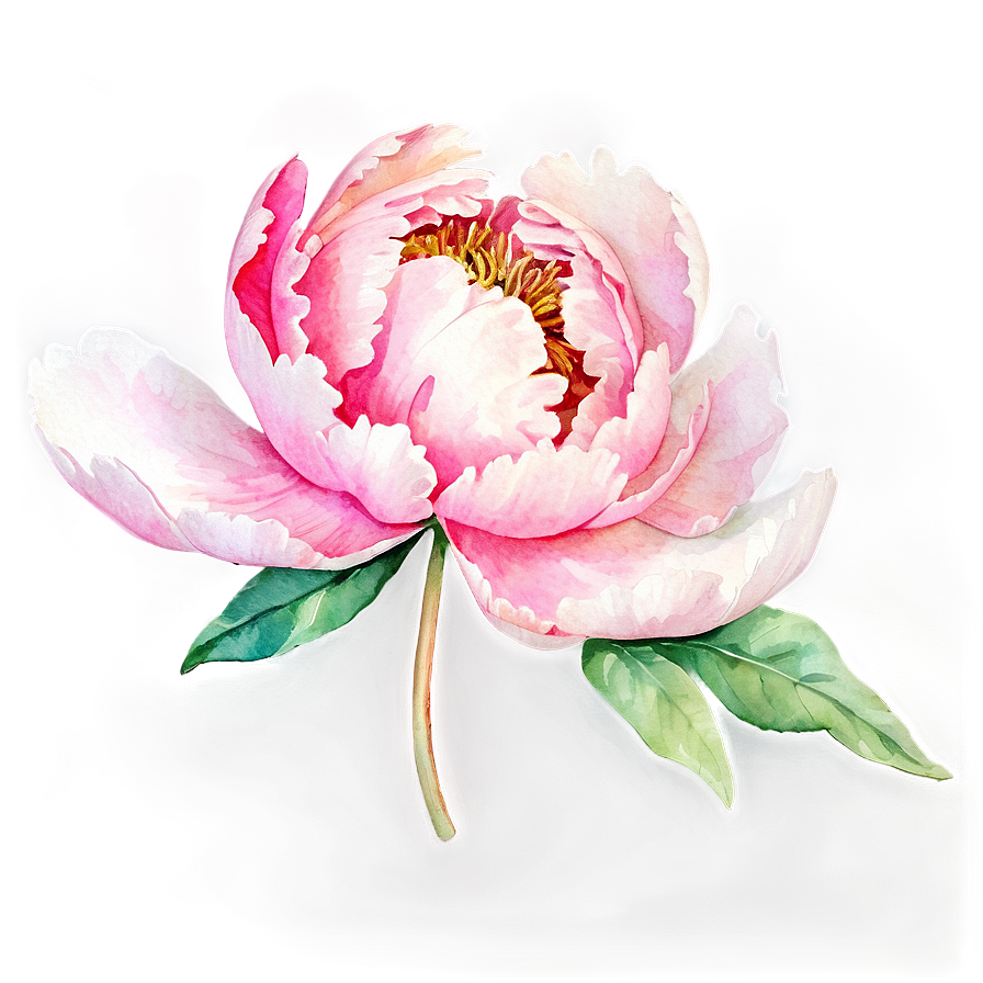 Watercolor Peony Elegance Png Xjj