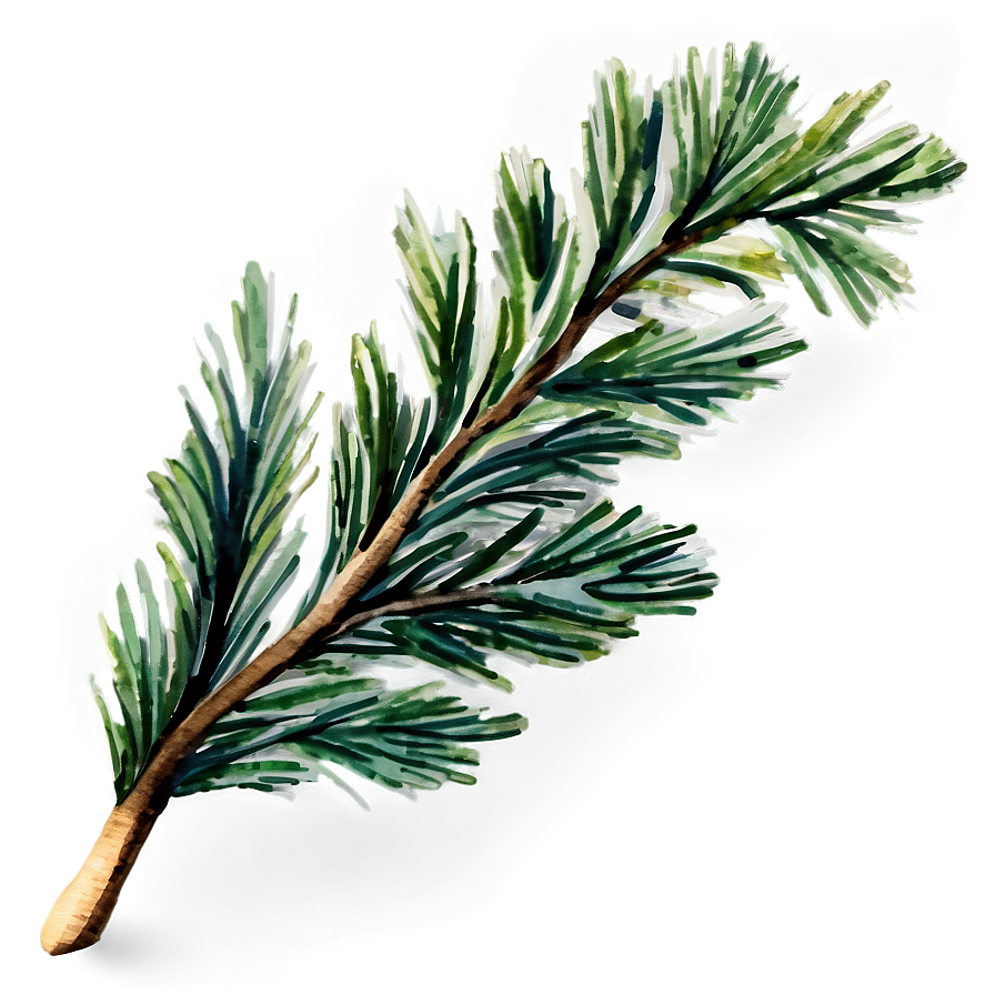 Watercolor Pine Branch Png 06132024