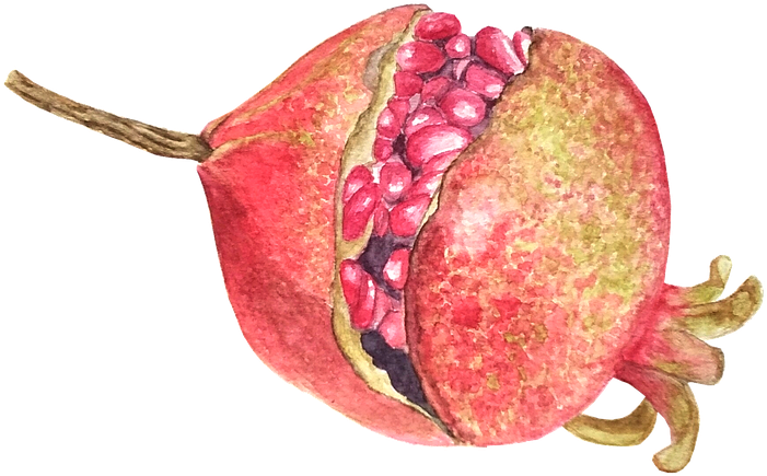 Watercolor Pomegranate Artwork