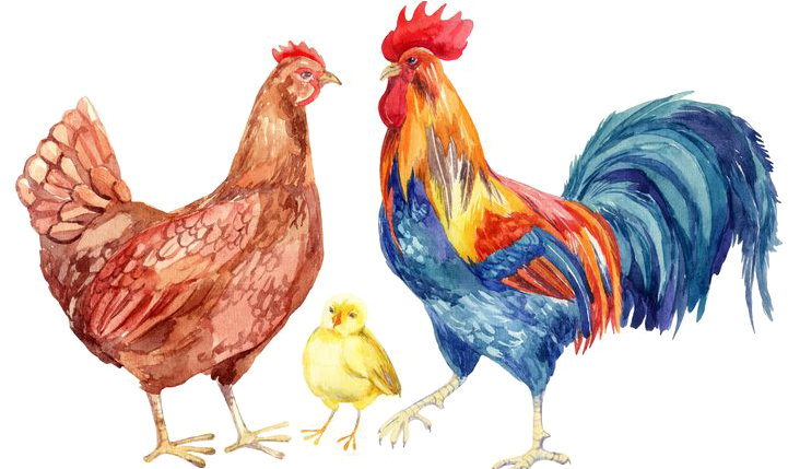 Watercolor Poultry Family