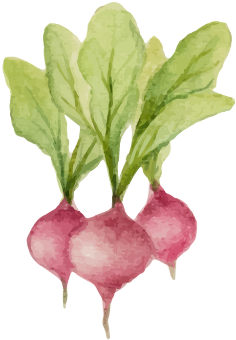 Watercolor_ Radishes_ Illustration.png