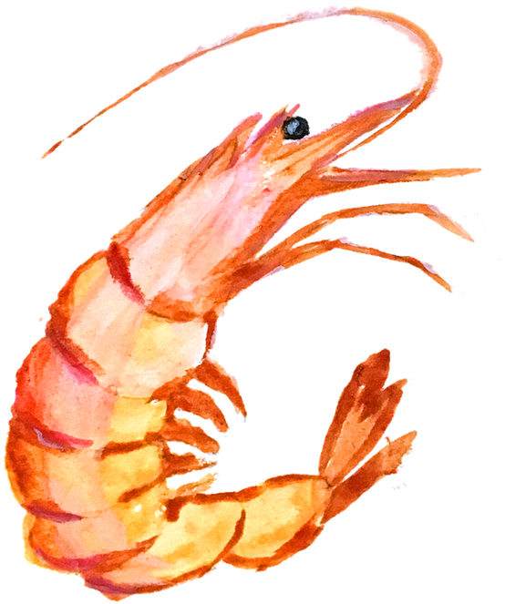 Watercolor Shrimp Illustration