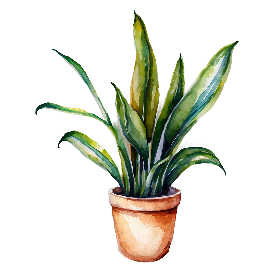 Watercolor Snake Plant Png Tla72