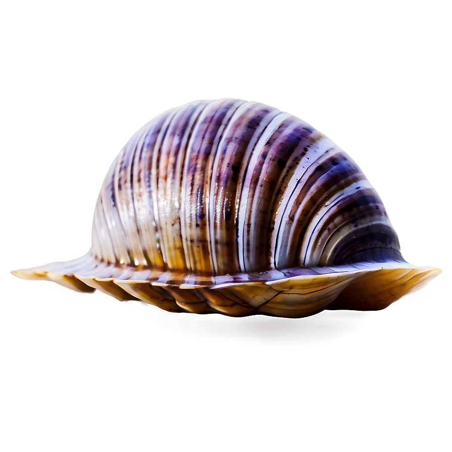 Watercolor Style Clam Png 13